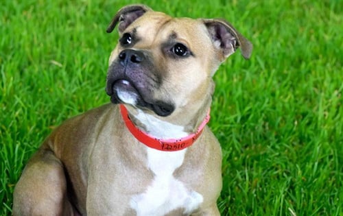MOCHA - American Staffordshire Terrier available for adoption
