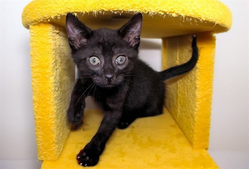 MOHAWK - Domestic Short Hair available for adoption