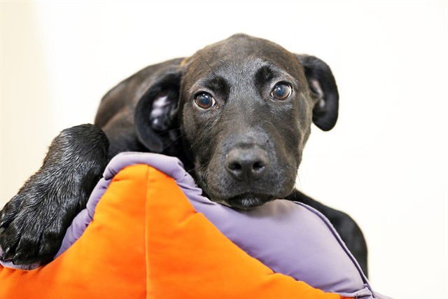 TANSY - Labrador Retriever available for adoption