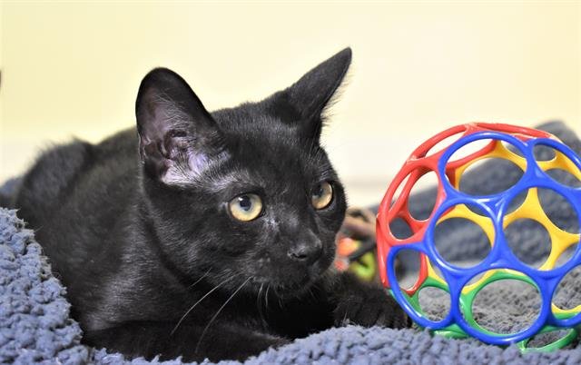 BINX - Domestic Short Hair available for adoption