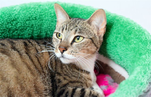 FERGIE - Domestic Short Hair available for adoption