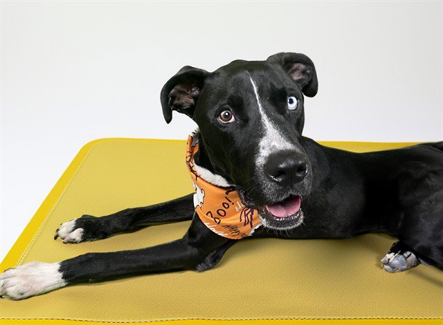 ZANE Image