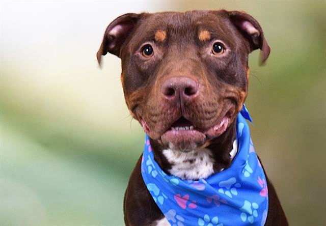 WHISKEY - American Staffordshire Terrier available for adoption