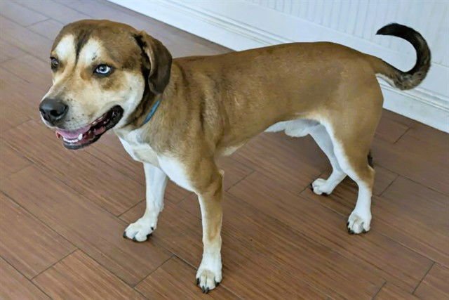 BEN - Beagle available for adoption