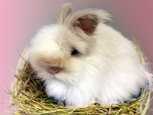 ANGEL - Longhaired Rabbit available for adoption