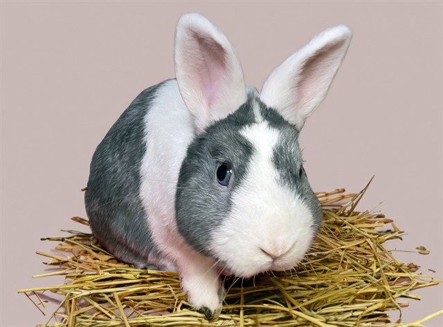 EARL Image