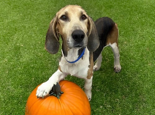 RINGO - American Foxhound available for adoption
