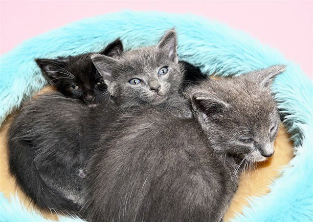 BERLIOZ Image