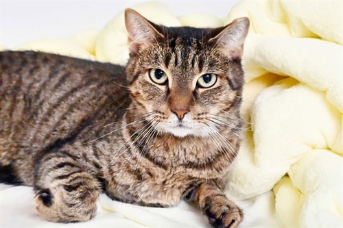 PUFFBALL - Domestic Short Hair available for adoption
