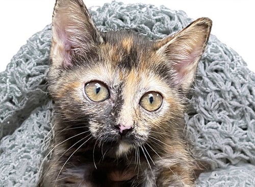 BIRDIE - Domestic Short Hair available for adoption
