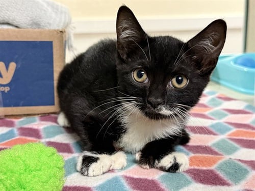 STARBURST - Domestic Short Hair for adoption in Pembroke Pines