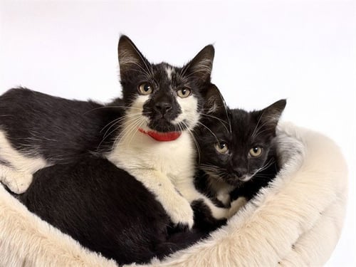 STARBURST - Domestic Short Hair available for adoption