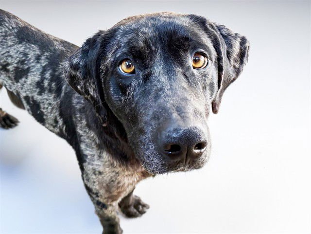 SABAN - Catahoula Leopard Dog available for adoption