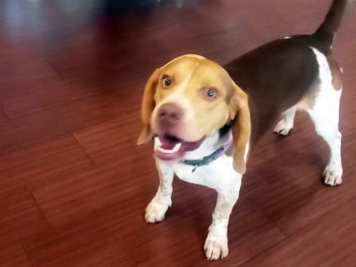 STRAY NOT AVAILABLE - Beagle available for adoption