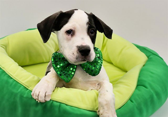 GREG - American Bulldog available for adoption