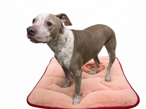 STRAY NOT AVAILABLE - American Pit Bull Terrier available for adoption