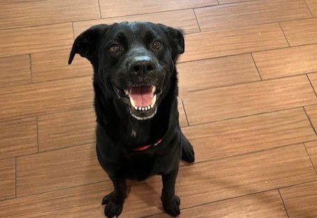 BARNEY - Labrador Retriever available for adoption