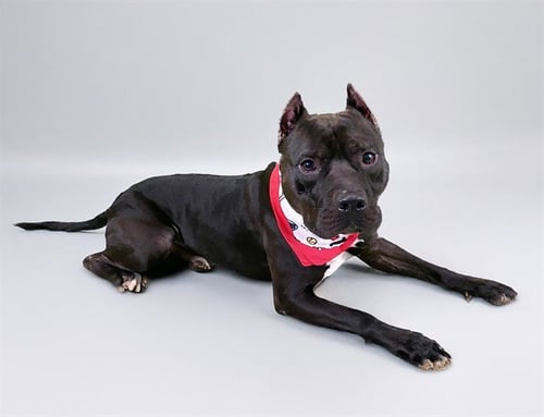 ANGUS - American Staffordshire Terrier available for adoption