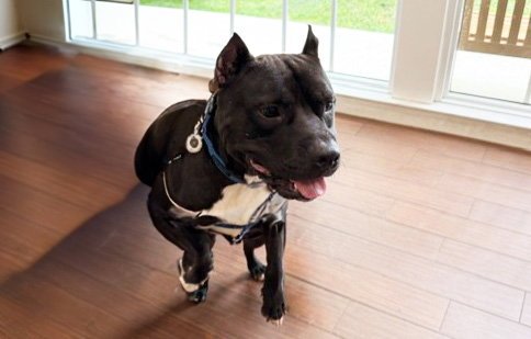 STRAY NOT AVAILABLE - American Staffordshire Terrier available for adoption