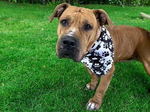 BRUCE - American Staffordshire Terrier available for adoption