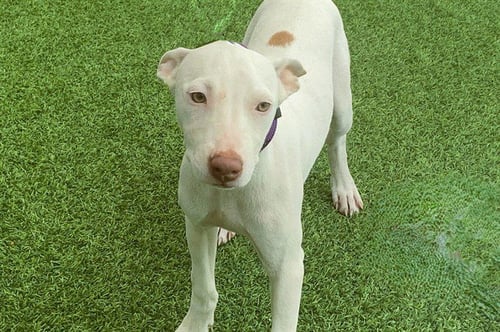 MILA - Australian Kelpie available for adoption