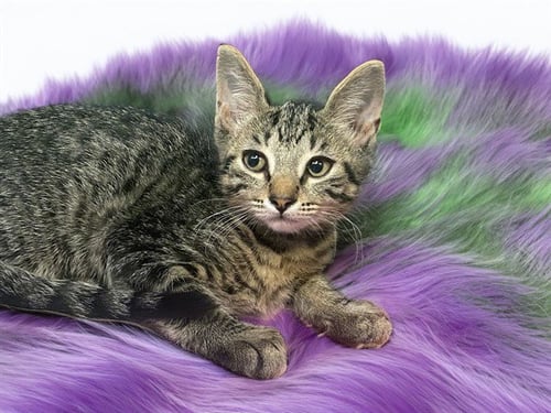 BOQ - Domestic Short Hair available for adoption