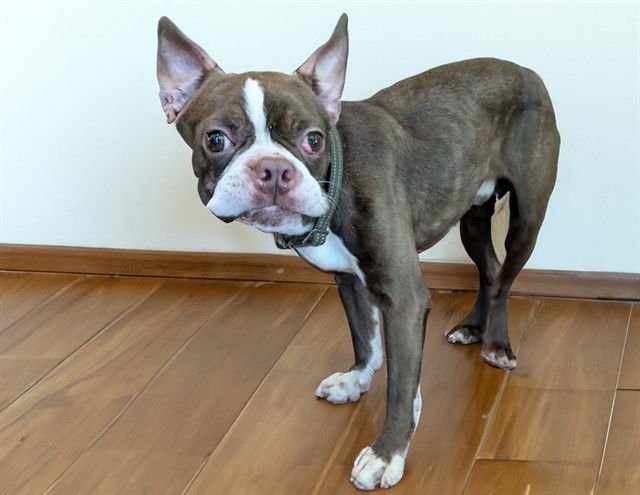 MCALLISTER - Boston Terrier available for adoption