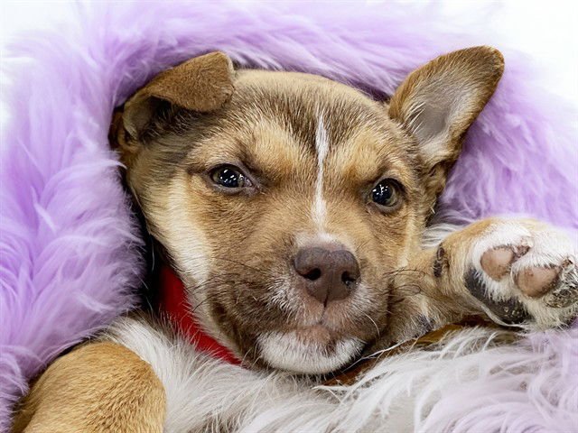 RAIN - Siberian Husky / American Staffordshire Terrier available for adoption