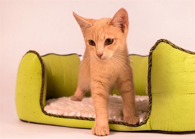 ZIGGY - Domestic Short Hair available for adoption