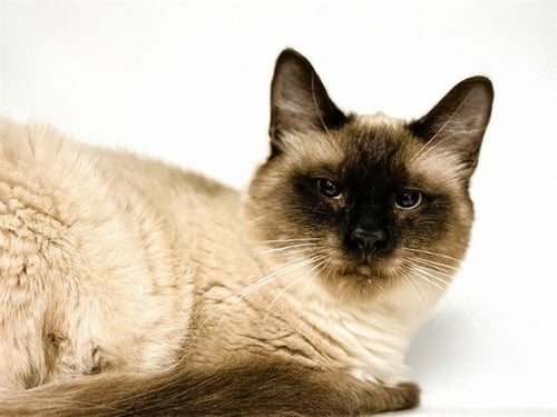 WINTER - Siamese available for adoption
