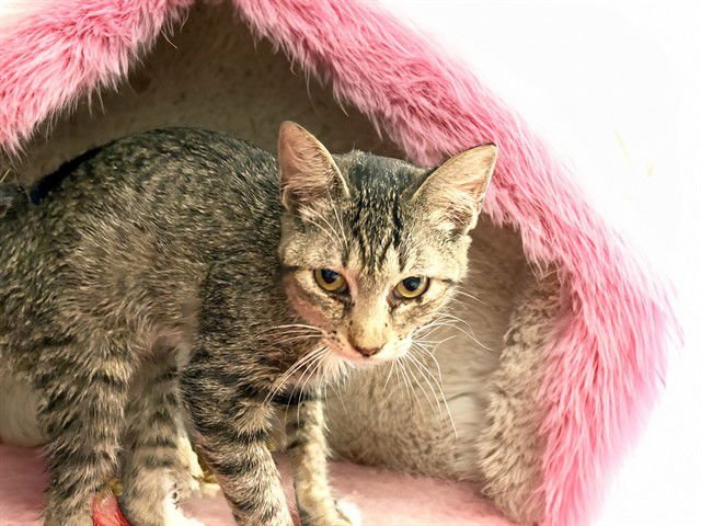 LILY - Domestic Short Hair available for adoption