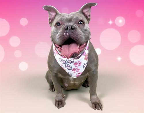 BOMMIE - American Staffordshire Terrier available for adoption