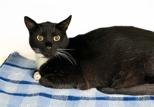 SOOT - Domestic Short Hair for adoption in Pembroke Pines