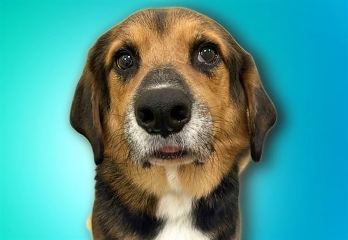 HENNY - German Shepherd Dog available for adoption