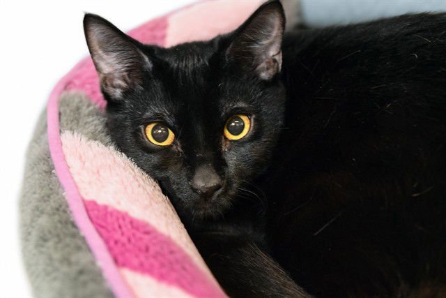 BOOTSIE - Domestic Short Hair available for adoption