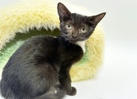 BROWNIE - Photo 1