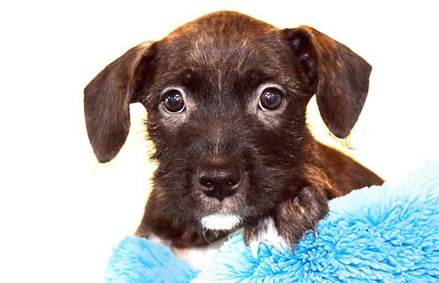 COCO - Labrador Retriever available for adoption