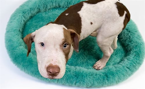 CAMPBELL - American Staffordshire Terrier available for adoption