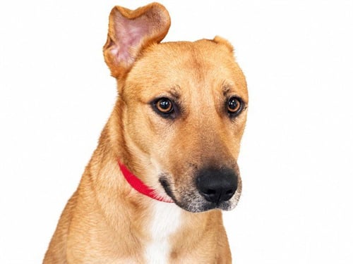 FRANKIE - German Shepherd Dog available for adoption