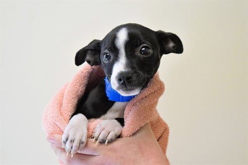 KENY - Chihuahua available for adoption