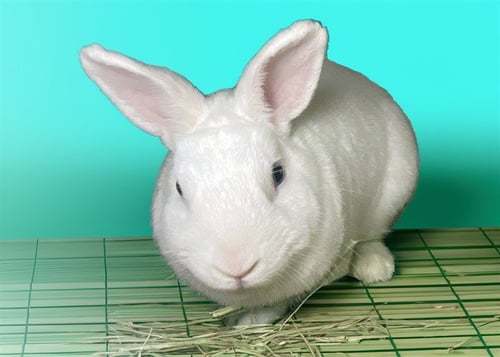 BUDDY - Shorthaired Rabbit available for adoption