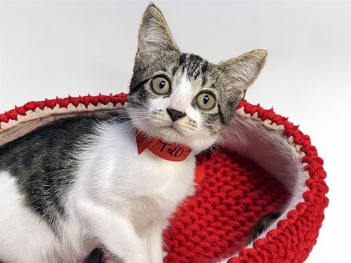 BONE - Domestic Short Hair available for adoption