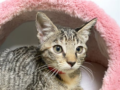 BIJOU - Domestic Short Hair available for adoption