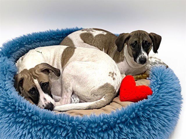 MIKA - Labrador Retriever available for adoption