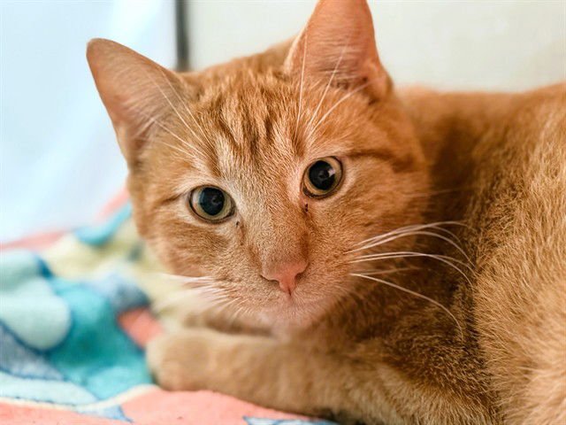 WRENNA - Domestic Short Hair available for adoption