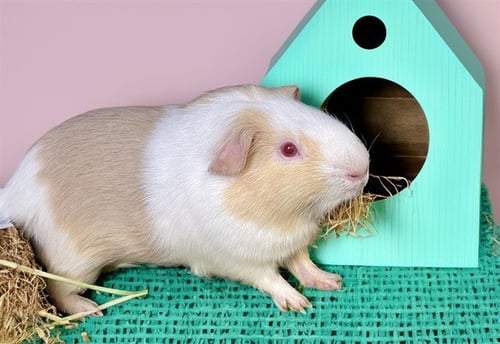 FLUFF - Guinea Pig available for adoption