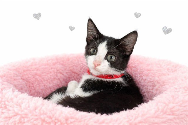 WAVERLY - Domestic Short Hair available for adoption