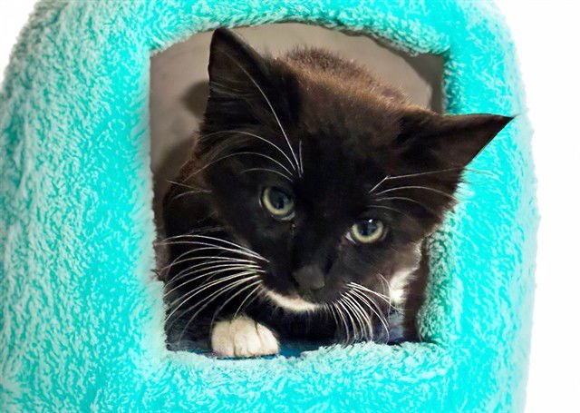 MAXIMILIAN - Domestic Short Hair available for adoption