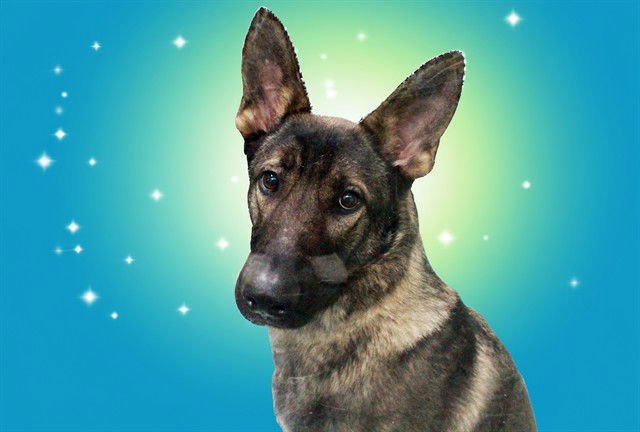 ENZO - German Shepherd Dog available for adoption