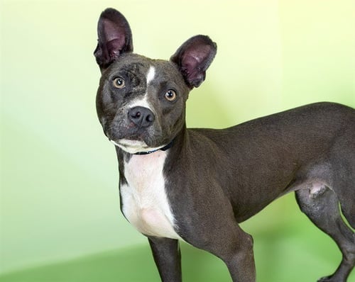 STEWEY - Australian Kelpie for adoption in Pembroke Pines